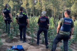 Desmantellen una plantació amb prop de 2.500 plantes de marihuana a Caldes de Malavella