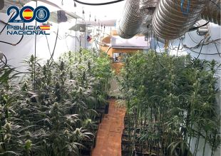 Detinguts tres membres d'una família que conreaven marihuana a casa a Sant Miquel de Fluvià
