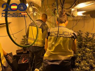 Detingut per tenir dues plantacions de marihuana indoor a Riudarenes