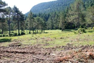 Campelles fa una tala d'arbres al Pla de Prats per 
