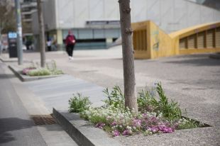 Girona estendrà l'enjardinament d'escocells per la ciutat