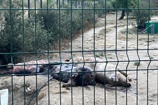 Denuncien que una granja de Cantallops té porcs morts descomponent-se a ple sol