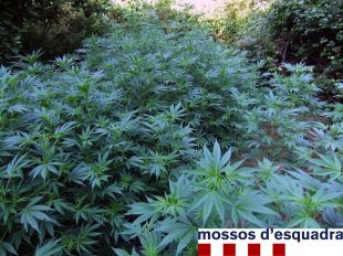 Els Mossos troben un cultiu de 177 plantes de marihuana a Sant Miquel de Campmajor 