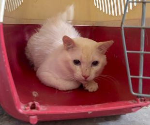 Rescaten sis gats i dos gossos abandonats en un habitatge de Figueres