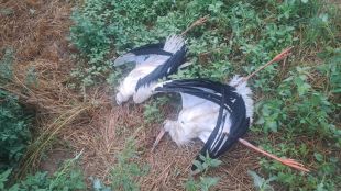 Més de 70 cigonyes mortes per electrocució en cinc dies a les comarques gironines