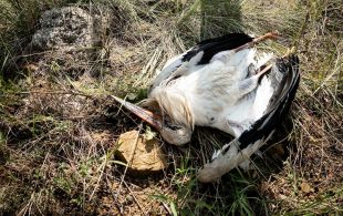 Territori exigeix mesures a Endesa per evitar que les cigonyes morin electrocutades