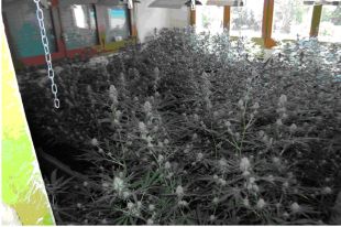 Presó per un veí de Maçanet de la Selva per tenir 400 plantes de marihuana i la llum punxada