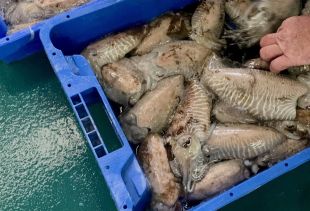 Agricultura fixa una nova veda de la sèpia aquest febrer a la Costa Brava