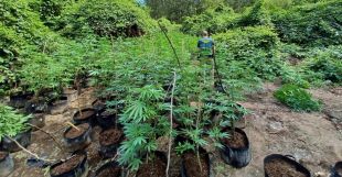 Detingut el responsable d'un cultiu de marihuana a Crespià