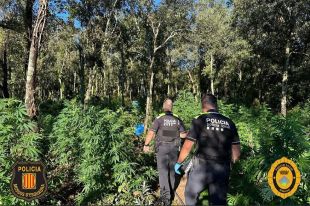 Desmantellen un cultiu amb més de 2.300 plantes de marihuana a Arbúcies