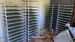 Dos detinguts responsables d'un cultiu de marihuana a Figueres valorat en 200.000 euros