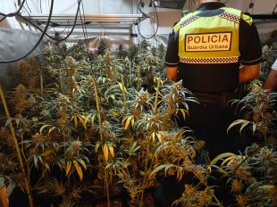 Mossos i Guàrdia Urbana desmantellen un viver de marihuana amb 288 plantes a Figueres