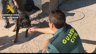 Investigat un veí de Vilamalla per tenir gossos en un estat ''lamentable''