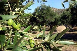 La DOP Oli Empordà preveu una collita de qualitat i millor que l'any passat