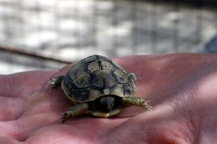 La falta de pluges frena els naixements de tortuga mediterrània al Centre de Reproducció de l'Albera