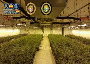 Desarticulat un grup criminal que cultivava marihuana a Llagostera i Riells i Viabrea