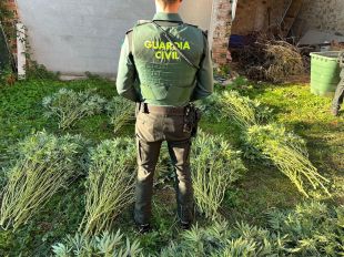 Desmantellat un cultiu de marihuana de més de 600 plantes a Santa Pau