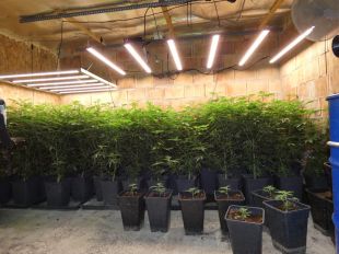 Detingut un home a Caldes per una plantació de marihuana després de denunciar un robatori a casa