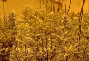 Detenen un home que tenia 920 plantes de marihuana en una casa tapiada de Vila-sacra