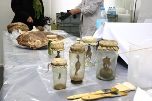 Olot restaura la col·lecció de ciències naturals de més de 14.600 peces conservades a Can Bolòs