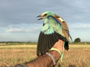 El projecte Coracias aconsegueix que el gaig blau ''arreli'' a l’Empordà