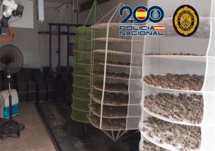 Detinguts tres serbis d'una organització criminal que cultivava marihuana a Vilobí d'Onyar