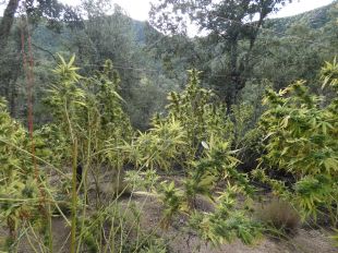 Desmantellat un cultiu de marihuana en un bosc de Maçanet de Cabrenys valorat en 616.000 euros