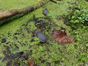 Alliberen deu noves tortugues d’estany al Baix Ter per recuperar una espècie en extinció
