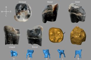 Troben restes neandertals de fa més de 120.000 anys a la cova de l’Arbreda de Serinyà