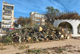 Palamós estudia desplaçar el carril bici del passeig de Mar per no talar més arbres