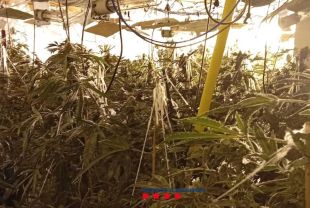 Tres detinguts a la Cellera per tenir 328 plantes de marihuana, armes blanques i una escopeta