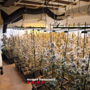 Detinguts dos responsables d'un cultiu amb 1.304 plantes de marihuana a Santa Cristina d'Aro