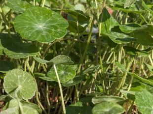 Els Aiguamolls de l'Empordà vol reintroduir el capell d'aigua, una planta en perill d'extinció