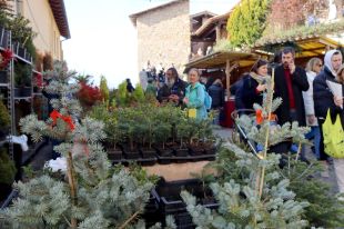 La Fira de l'Avet d'Espinelves registra rècord de visitants el primer cap de setmana d'obertura