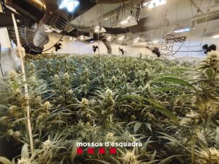Dos detinguts responsables de dos cultius de marihuana a la Pera i Tordera