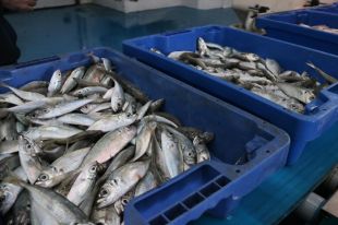 Abad critica l'acord de la CE sobre la pesca: ''És allargar l'agonia''