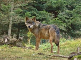 Investiguen la procedència de dos llops detectats a l'Alt Empordà