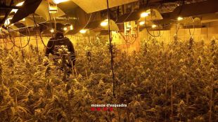 Augmenta un 20% els detinguts en cinc anys pel tràfic i cultiu de marihuana a Girona