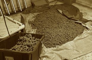 Desmantellada una plantació de marihuana en una casa aïllada de Riumors