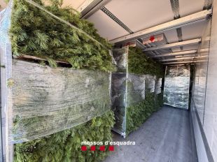 Denunciades dues empreses de l'Alt Empordà per vendre llentiscle i teix il·legalment
