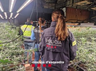 Troben 402 plantes de marihuana, 464 esqueixos i 18,8 quilos de cabdells en una casa de Platja d'Aro