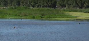 L'ACA estudia com millorar l'estat dels Aiguamolls de l'Empordà 