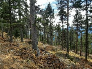 La Diputació destina més d’1,6 MEUR a la prevenció d’incendis forestals