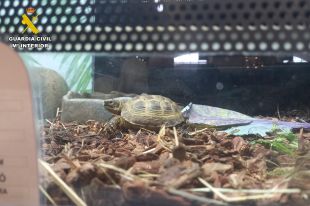 Investiguen dues botigues d'animals de Platja d'Aro i Salt per venda il·legal d'espècies protegides
