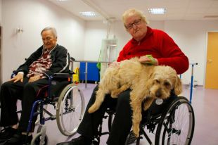 L'Hospital de Campdevànol recupera la teràpia amb gossos que va deixar de fer per la covid