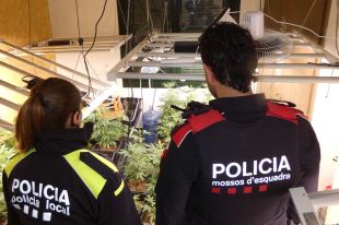 Troben a Calonge un cultiu amb 6,2 quilos de marihuana seca, 459 plantes i diverses armes