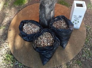 Recullen 31.750 taps de suro per a reciclar a Cassà de la Selva i Palafrugell