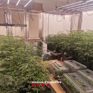 Detingut l'amo d'un club cannàbic de Figueres que tenia una plantació a Platja d'Aro