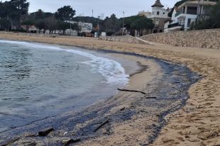 El litoral de Palamós s'omple de centenars d'exemplars d'una espècie similar a la medusa