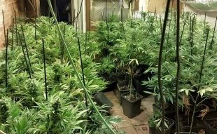Desmantellen un cultiu amb 288 plantes de marihuana en una casa de Cassà de la Selva